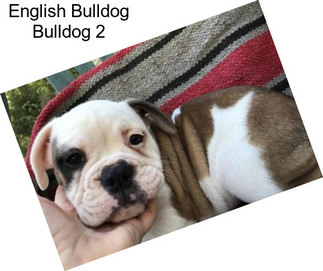 English Bulldog Bulldog 2