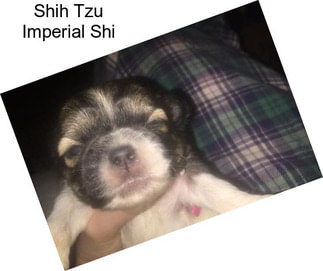 Shih Tzu Imperial Shi