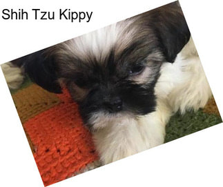 Shih Tzu Kippy