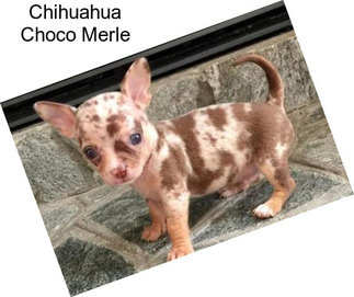 Chihuahua Choco Merle