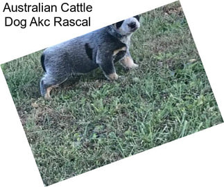 Australian Cattle Dog Akc Rascal