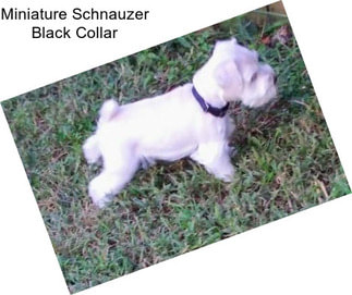 Miniature Schnauzer Black Collar