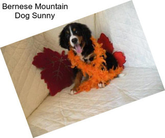 Bernese Mountain Dog Sunny