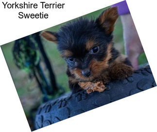 Yorkshire Terrier Sweetie