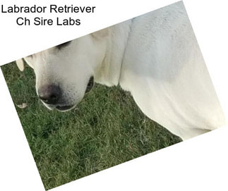 Labrador Retriever Ch Sire Labs