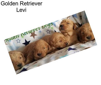 Golden Retriever Levi