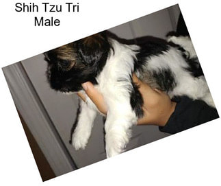 Shih Tzu Tri Male