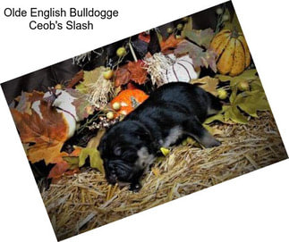 Olde English Bulldogge Ceob\'s Slash