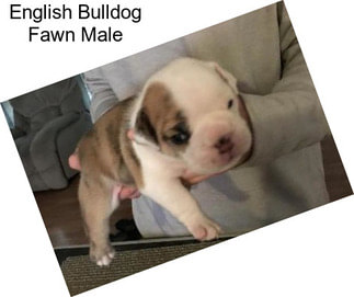 English Bulldog Fawn Male