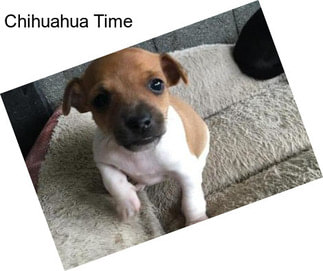 Chihuahua Time