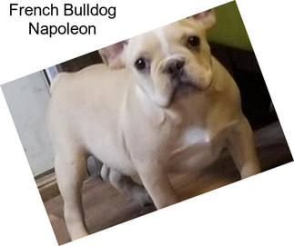 French Bulldog Napoleon