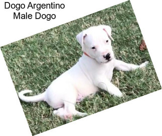 Dogo Argentino Male Dogo