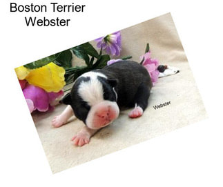 Boston Terrier Webster