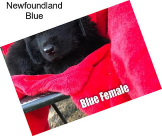 Newfoundland Blue