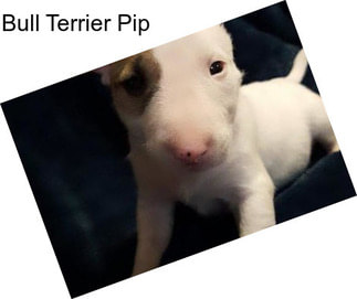 Bull Terrier Pip