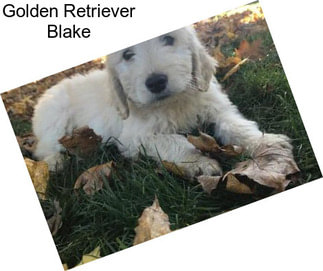 Golden Retriever Blake