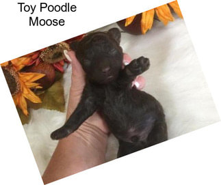 Toy Poodle Moose