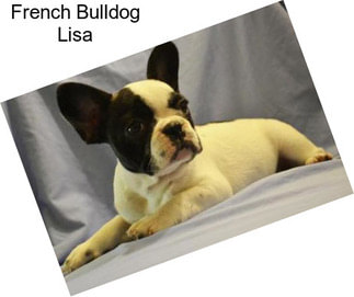 French Bulldog Lisa