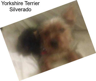 Yorkshire Terrier Silverado