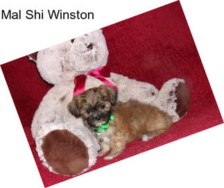 Mal Shi Winston