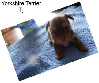 Yorkshire Terrier Tj