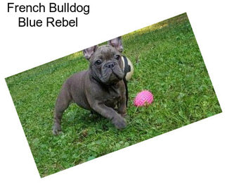 French Bulldog Blue Rebel