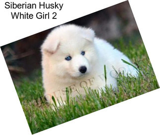 Siberian Husky White Girl 2