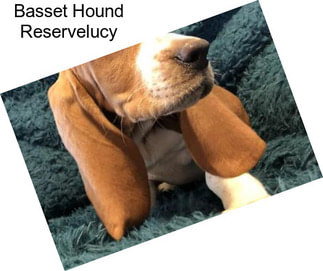 Basset Hound Reservelucy