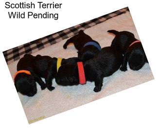 Scottish Terrier Wild Pending