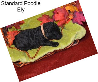 Standard Poodle Ely