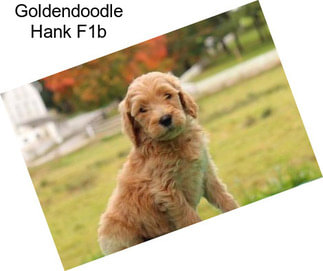 Goldendoodle Hank F1b