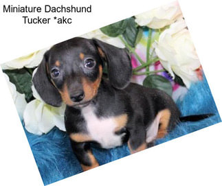 Miniature Dachshund Tucker *akc