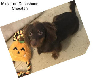 Miniature Dachshund Choc/tan