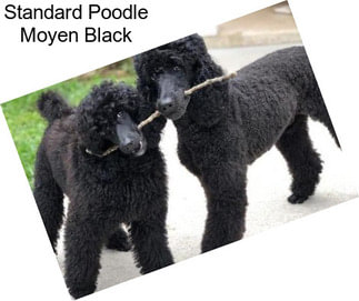 Standard Poodle Moyen Black