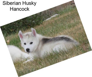 Siberian Husky Hancock