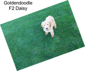 Goldendoodle F2 Daisy