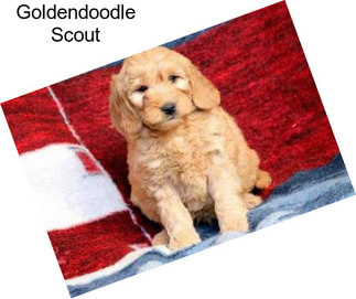 Goldendoodle Scout