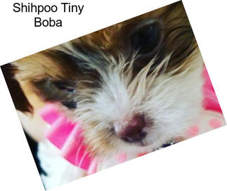 Shihpoo Tiny Boba