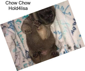 Chow Chow Hold4lisa