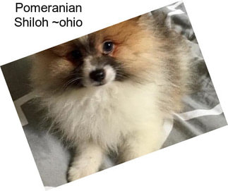 Pomeranian Shiloh ~ohio