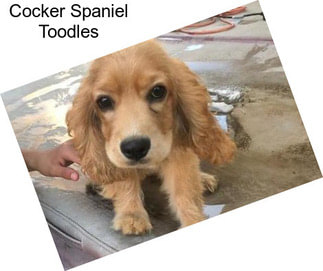 Cocker Spaniel Toodles