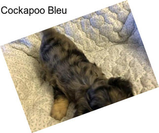 Cockapoo Bleu