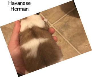 Havanese Herman