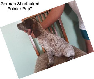 German Shorthaired Pointer Pup7