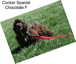 Cocker Spaniel Chocolate F