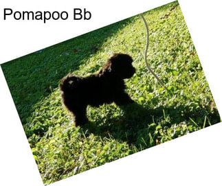 Pomapoo Bb