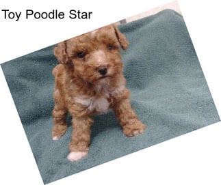 Toy Poodle Star