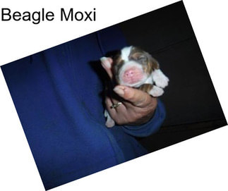 Beagle Moxi