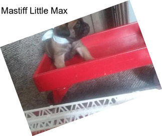 Mastiff Little Max