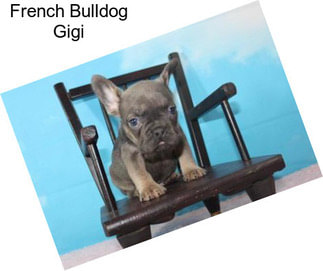 French Bulldog Gigi